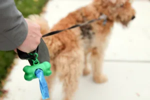 Effective Pet Waste Management