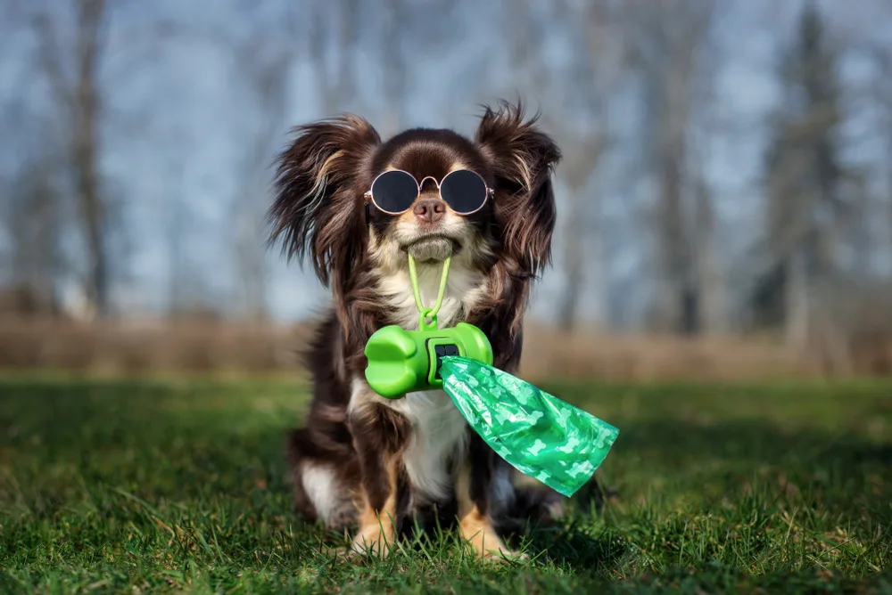 Dog Poop Cleaning Service