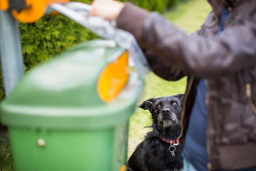 professional dog poop removal service.