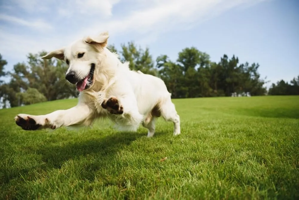 dog poop service