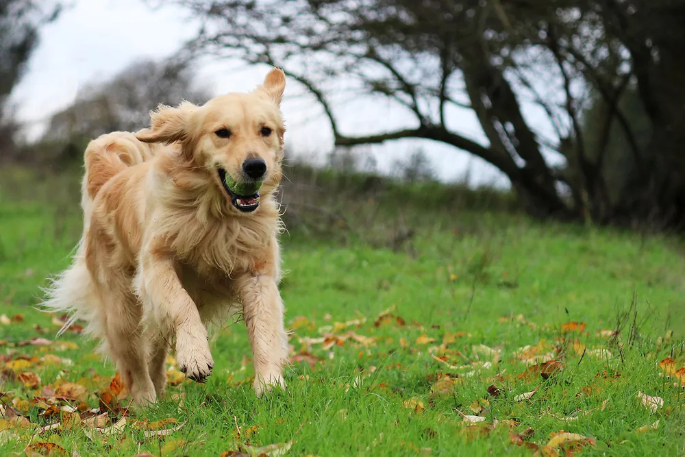 Convenient dog poop service