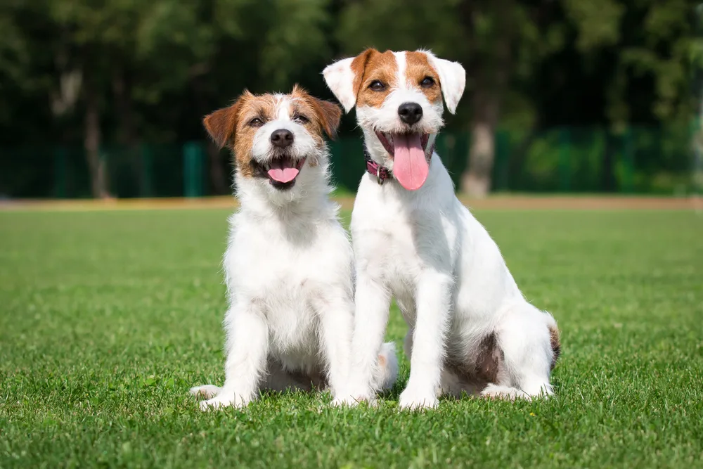 dedicated dog poop clean up service.