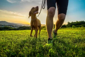 Eco-Friendly Dog Poop Pick Up Service