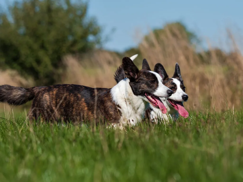 Dog Poop Clean Up Service