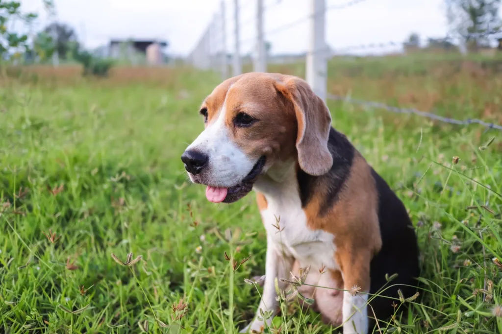 dog poop clean up service