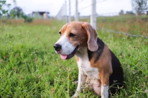 dog poop clean up service