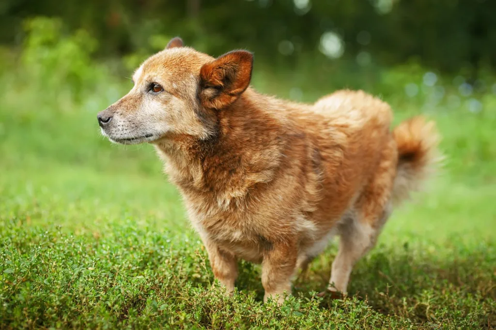 Dog Poop Cleaning Service